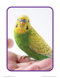 parakeet