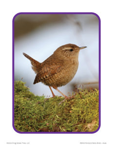 wren