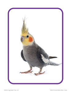 cockatiel