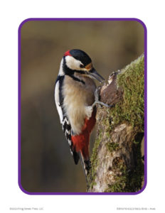 woodpecker