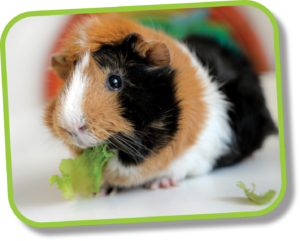 guinea pig