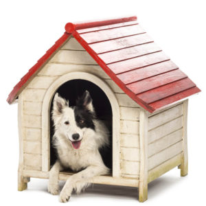 dog in doghouse