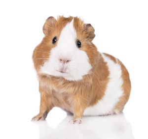 guinea pig