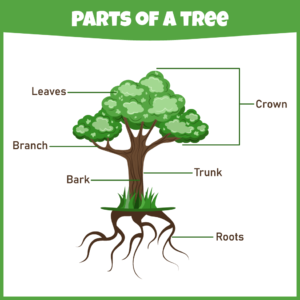 tree diagram