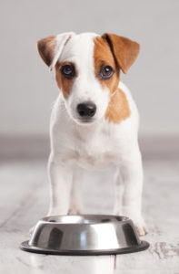 dog with food bowl