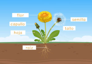 Parts Of Dandelion flower Illustration 