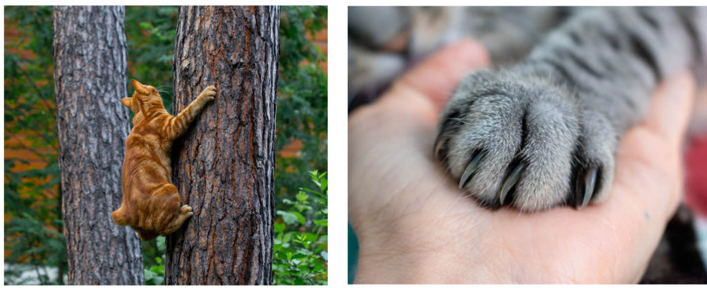 cat climbing a tree and a cat's paw