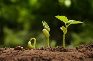 Seedling and plant sprout