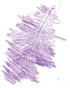 crayon rubbing of a leaf