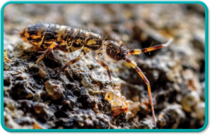 springtail insect