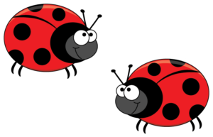 two ladybugs