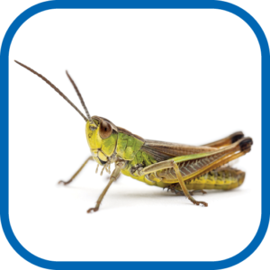 grasshopper