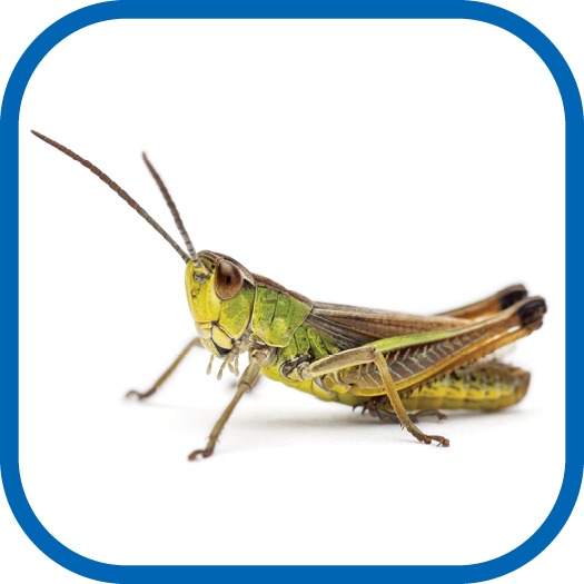 grasshopper