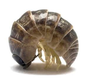 Curved woodlouse