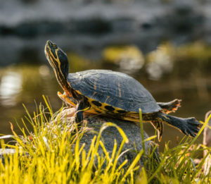 turtle in the sun