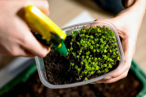 microgreens planting